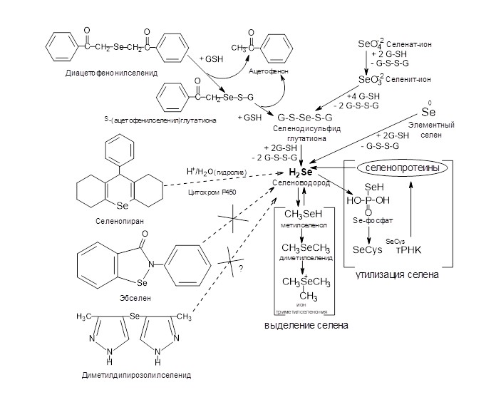 General scheme of metabolism of selenium-containing xenobiotics and selenite- and selenate-ions.